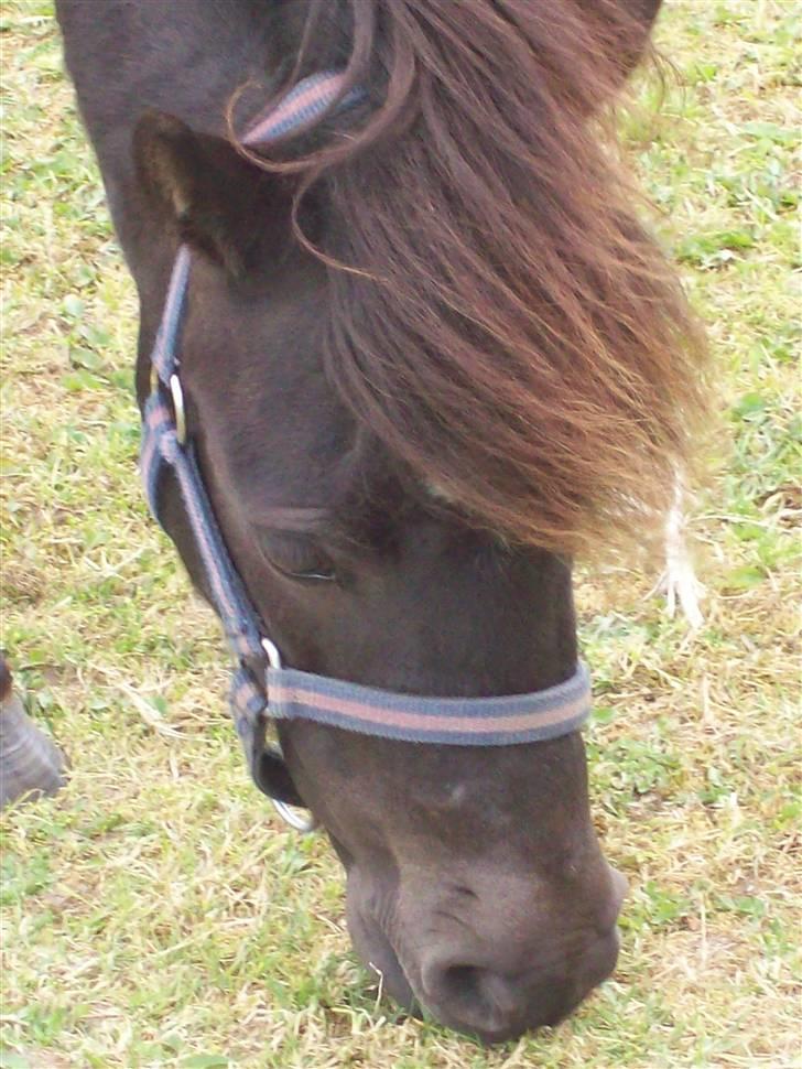 Shetlænder Malina billede 8