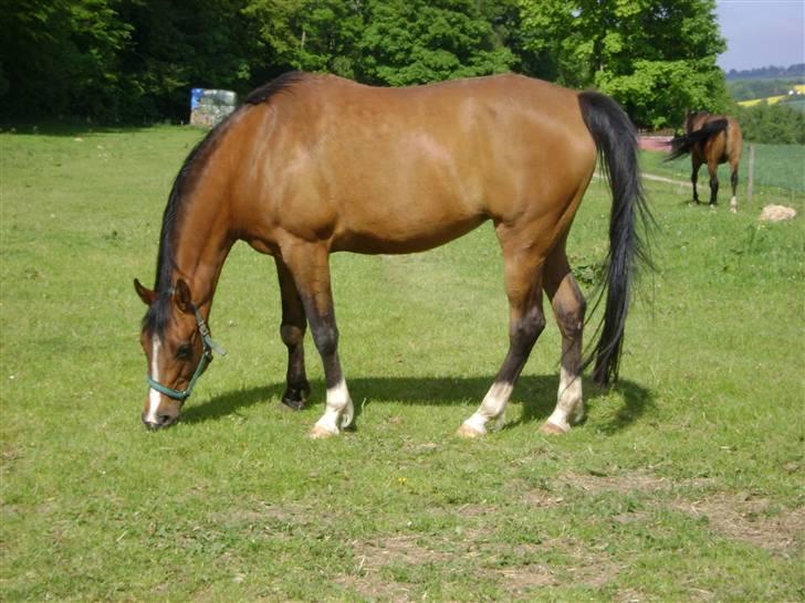 Arabisk fuldblod (OX) Manila OX 2955 - Smukke Manila den dag jeg fik hende (: billede 1