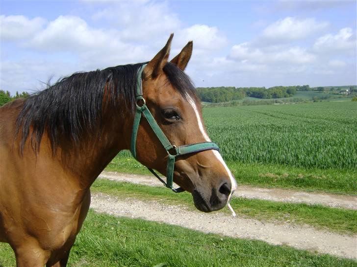 Arabisk fuldblod (OX) Manila OX 2955 billede 5