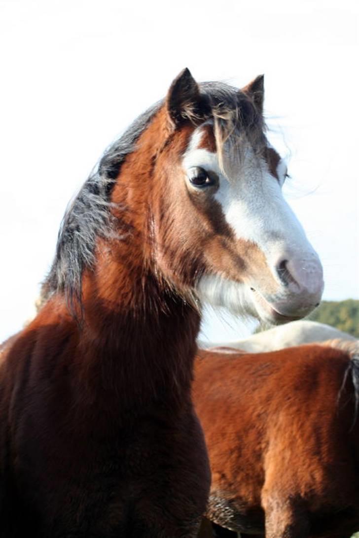 Welsh Mountain (sec A) Clausholm Dot - Clausholm Dot vinter 2008 billede 5