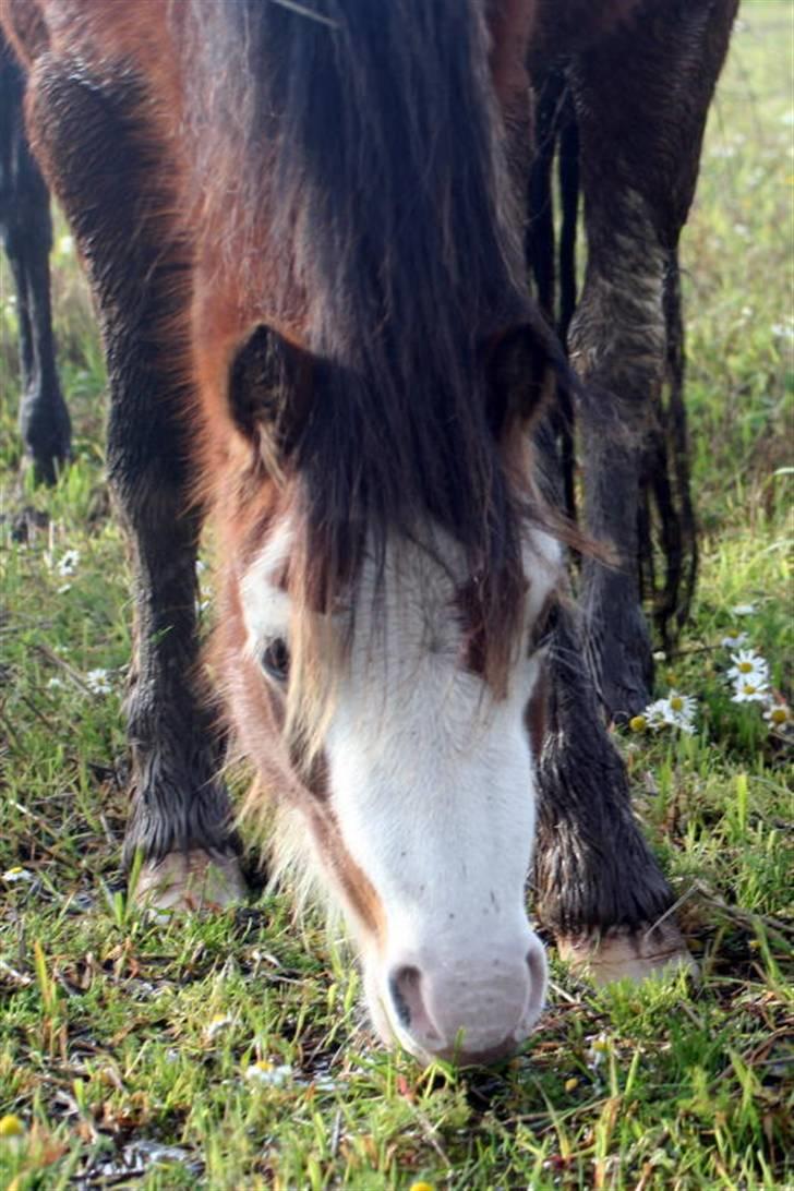Welsh Mountain (sec A) Clausholm Dot - Clausholm Dot vinter 2008 billede 8