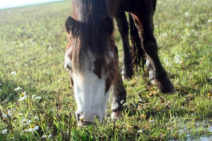 Welsh Mountain (sec A) Clausholm Dot - Clausholm Dot vinter 2008 billede 10