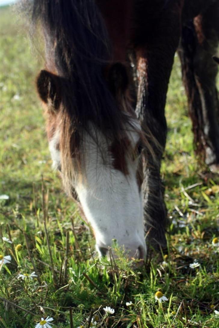 Welsh Mountain (sec A) Clausholm Dot - Clausholm Dot vinter 2008 billede 11