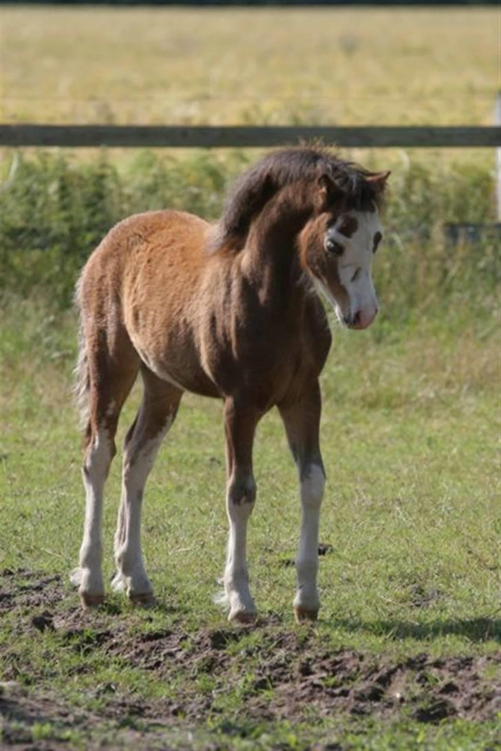 Welsh Mountain (sec A) Clausholm Dot - Clausholm Dot som føl (Foto: Leena Kahisaari) billede 12