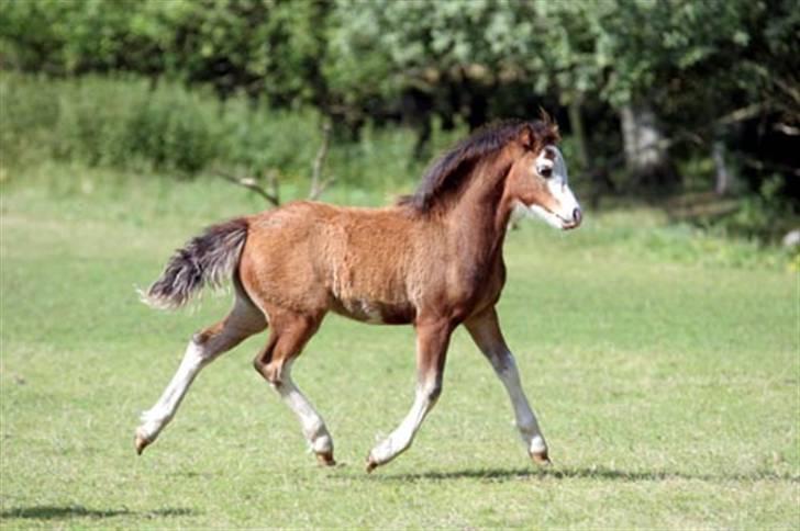 Welsh Mountain (sec A) Clausholm Dot - Clausholm Dot som føl (Foto: Leena Kahisaari) billede 13