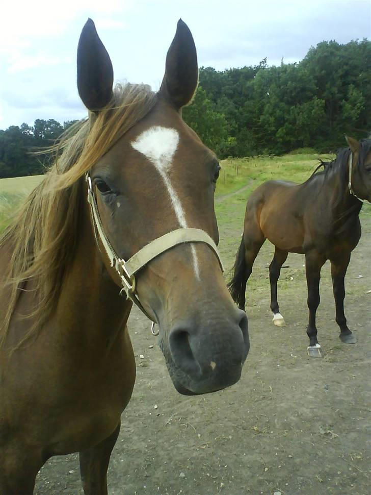 Arabisk fuldblod (OX) Chamika ox 3640 r.i.p - smukke chamika billede 16