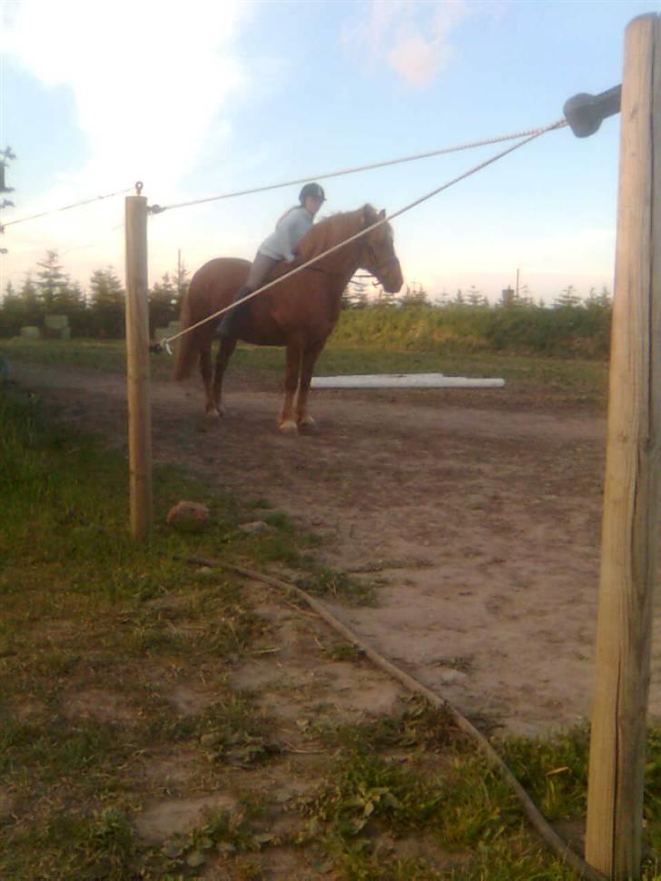 Anden særlig race Lukas  billede 6