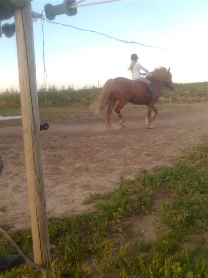 Anden særlig race Lukas  billede 7