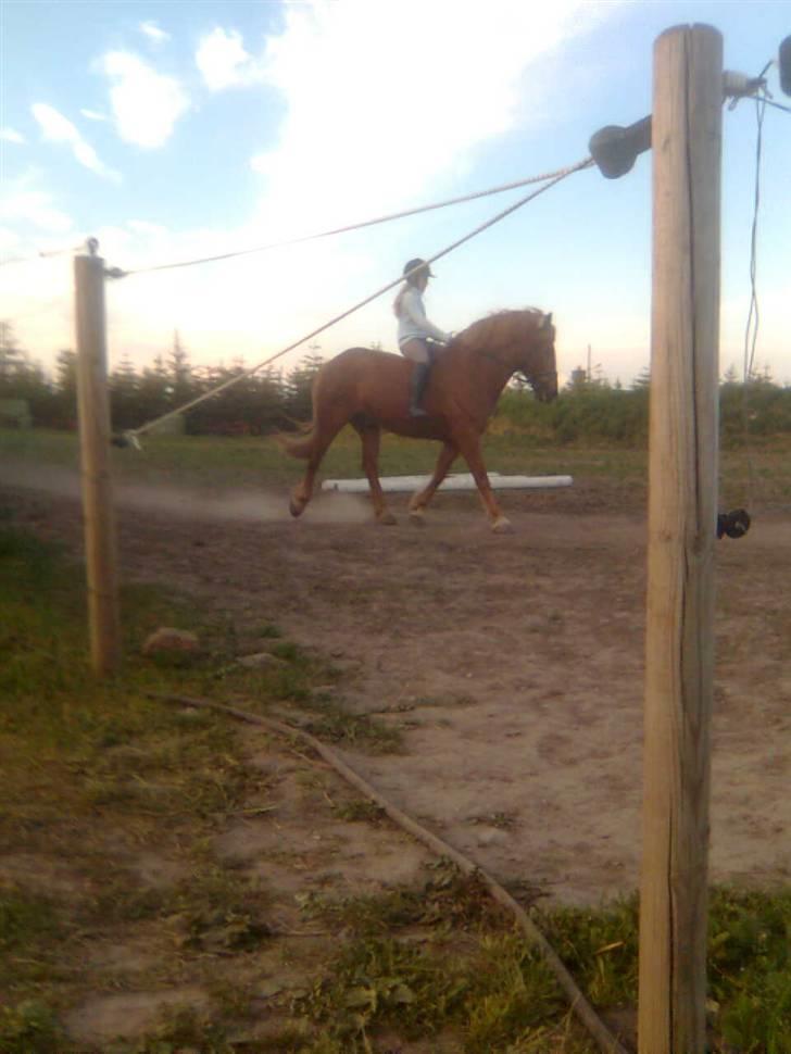 Anden særlig race Lukas  billede 8