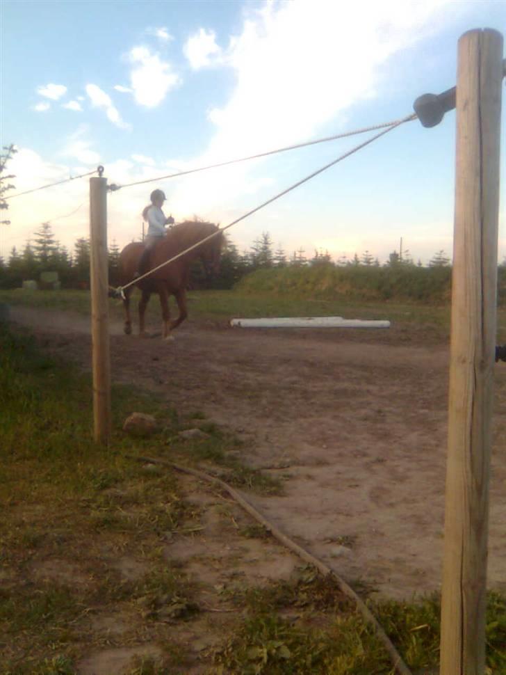 Anden særlig race Lukas  billede 9