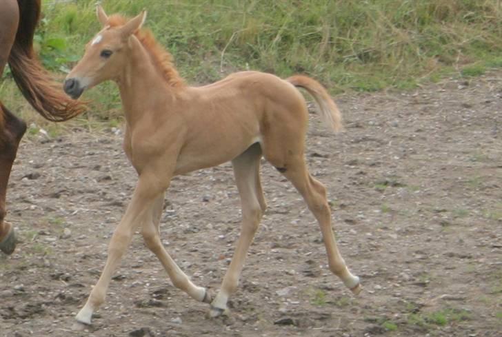 Palomino ACCOY OF TWILIGHT - Juli 2009  , 1 måned qammel .   billede 19