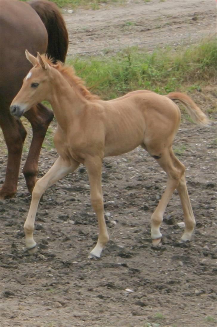 Palomino ACCOY OF TWILIGHT - Juli 2009 billede 20