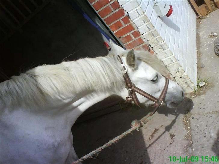 Welsh Mountain (sec A) Maylie Melissa - solgt billede 8