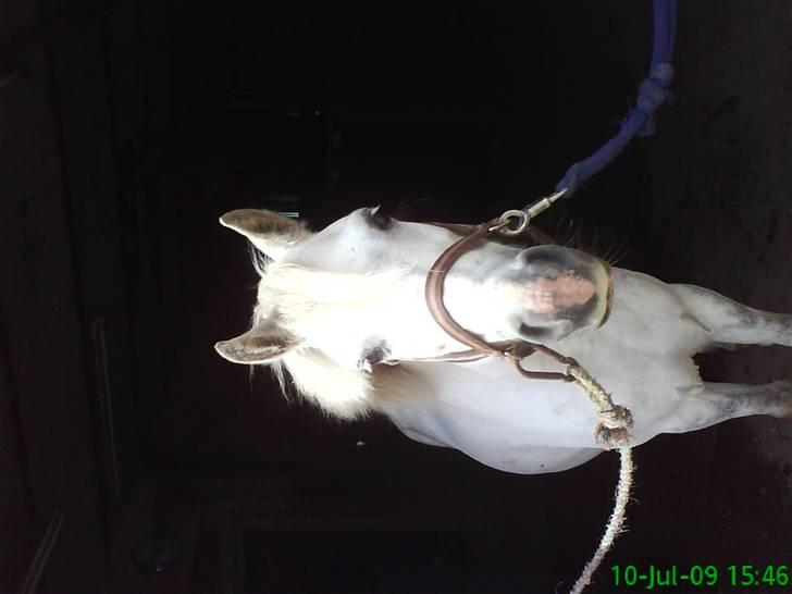 Welsh Mountain (sec A) Maylie Melissa - solgt - Min lille Prinsesse billede 9