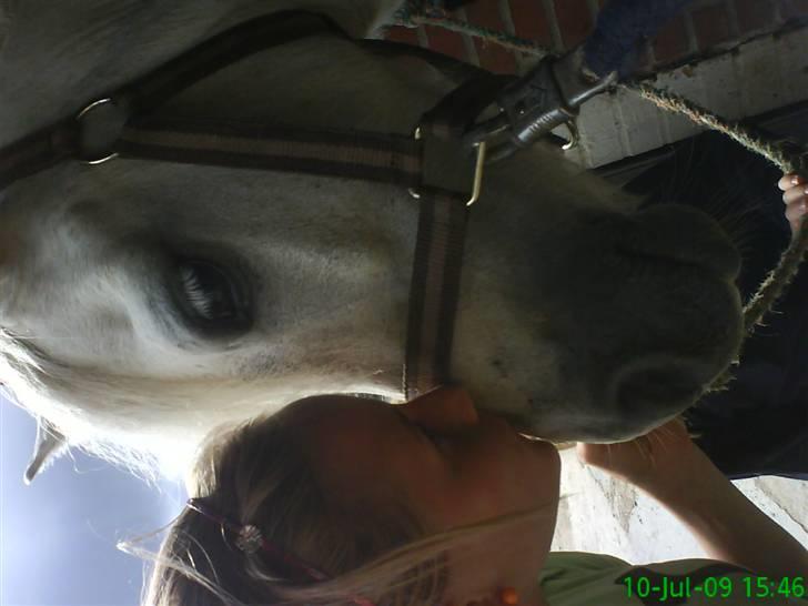 Welsh Mountain (sec A) Maylie Melissa - solgt billede 10