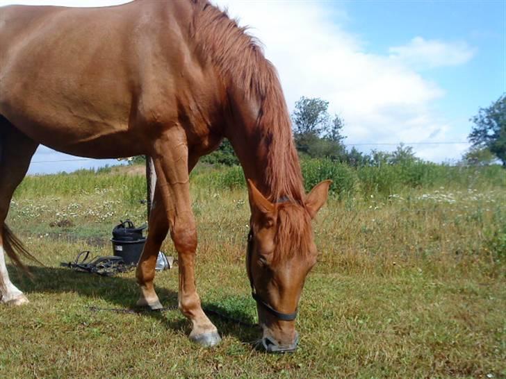 Dansk Varmblod Søgaard´s Rapid *Solgt* billede 10