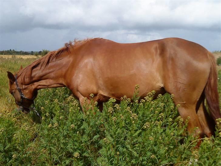 Dansk Varmblod Søgaard´s Rapid *Solgt* billede 11
