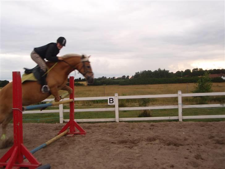 Haflinger kløv´s puk  billede 14