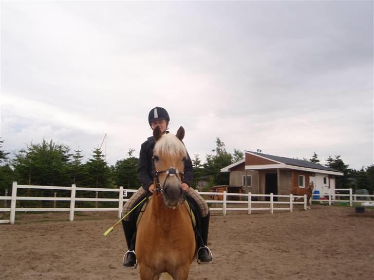 Haflinger kløv´s puk  billede 15