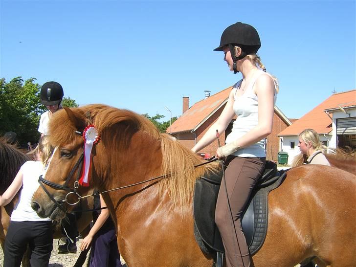 Islænder Þjassi *Solgt* - Efter vi vandt vores første klasse :D
 billede 1