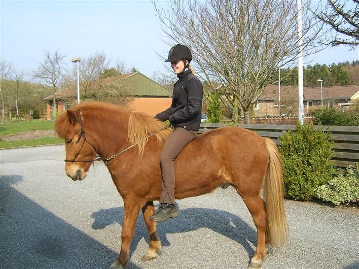 Islænder Þjassi *Solgt* - min dejlige dreng <3 billede 2