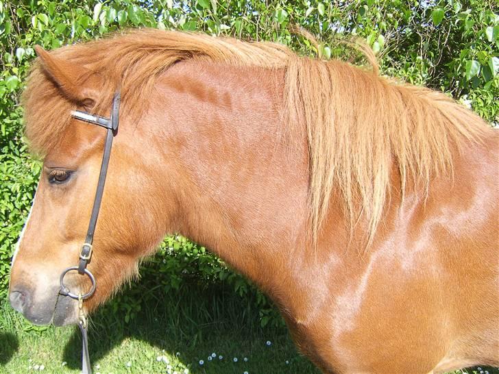 Islænder Þjassi *Solgt* - Så smuk ! billede 3