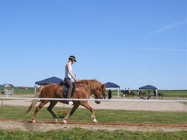 Islænder Þjassi *Solgt* billede 4