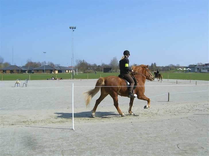 Islænder Þjassi *Solgt* billede 5