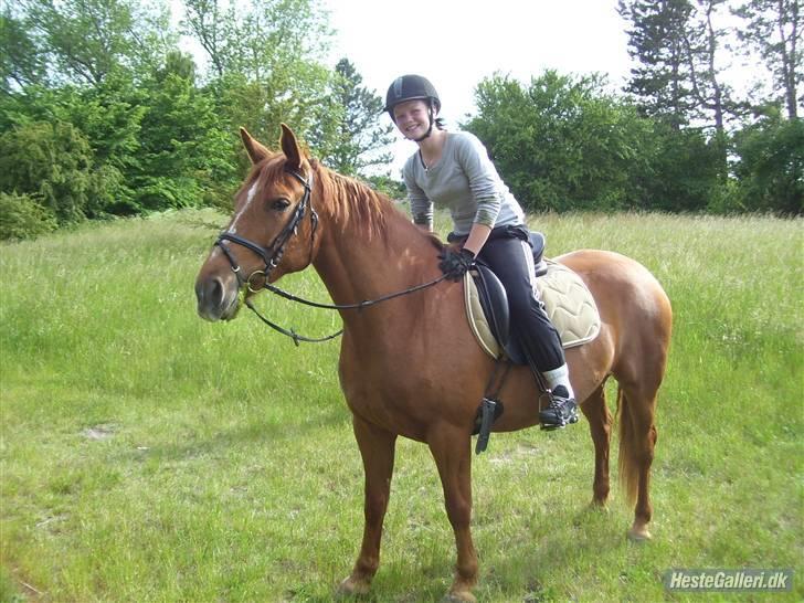 Frederiksborg Bibi  (Solgt) billede 10