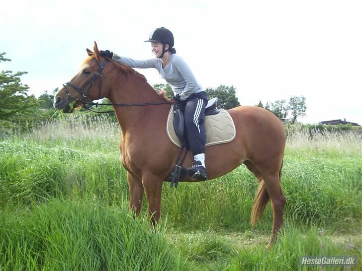 Frederiksborg Bibi  (Solgt) billede 11