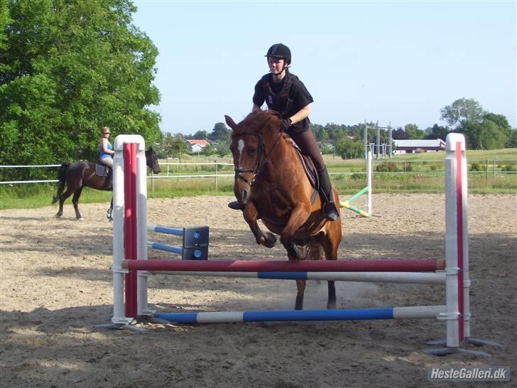 Frederiksborg Bibi  (Solgt) billede 13