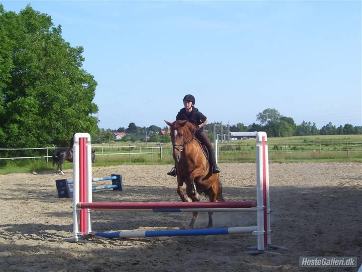 Frederiksborg Bibi  (Solgt) billede 14