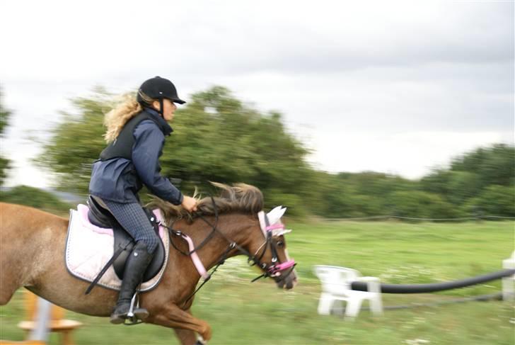 Welsh Pony af Cob-type (sec C) Molly/solgt. billede 15