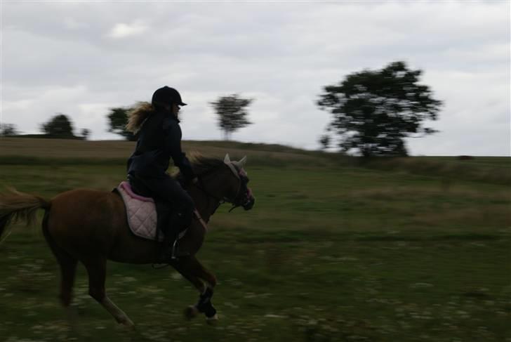 Welsh Pony af Cob-type (sec C) Molly/solgt. billede 16