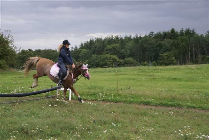 Welsh Pony af Cob-type (sec C) Molly/solgt. billede 17