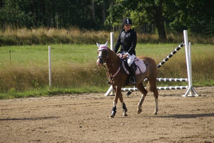 Welsh Pony af Cob-type (sec C) Molly/solgt. billede 19