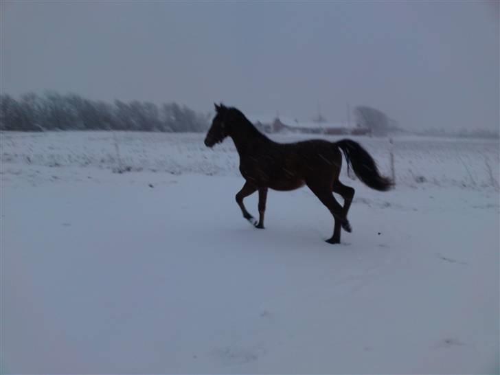 Anden særlig race Hanky(solgt) - december årets første sne billede 19