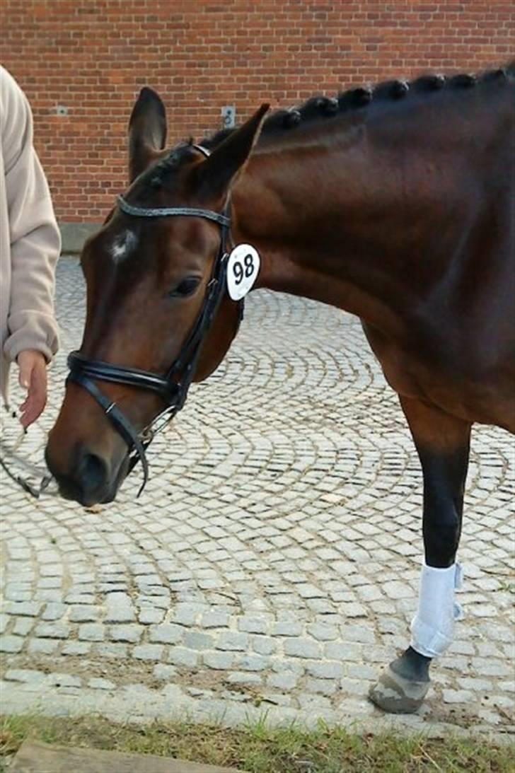 Trakehner Al Capone  - En træt Capone efter hans første stævne. billede 15