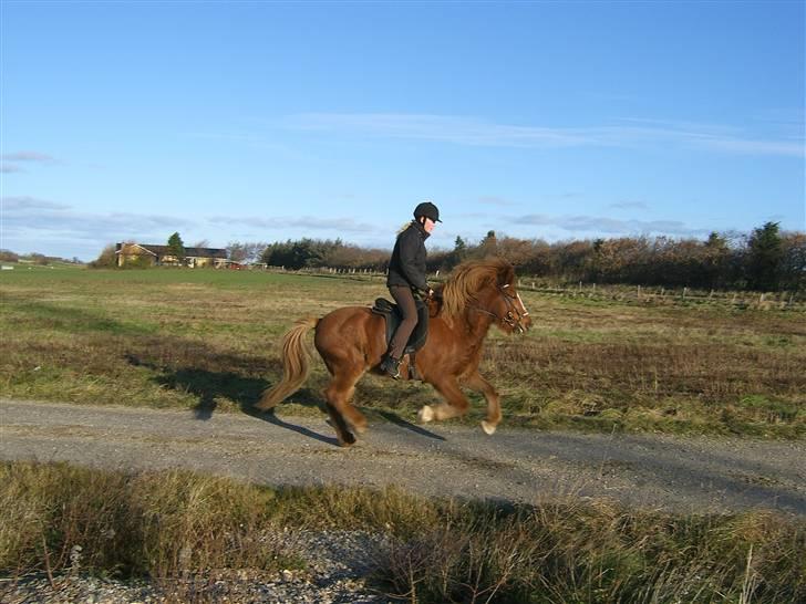 Islænder Þjassi *Solgt* billede 6