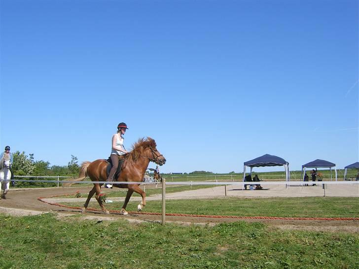 Islænder Þjassi *Solgt* billede 7