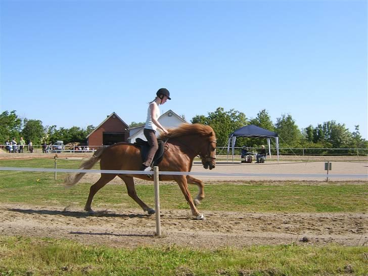 Islænder Þjassi *Solgt* billede 8