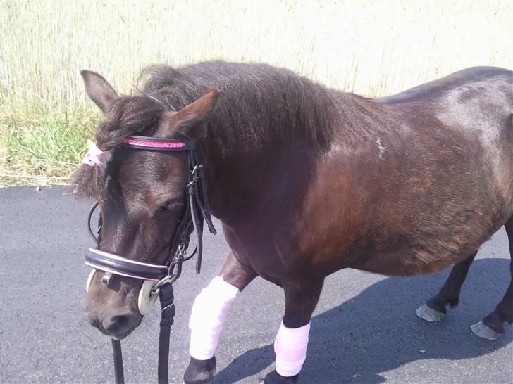 Anden særlig race Olga *solgt* billede 20