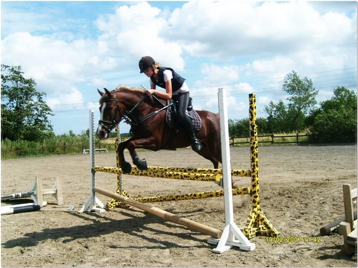 Hollandsk Sportspony Candy - solgt - Universets smukkeste pony! billede 13