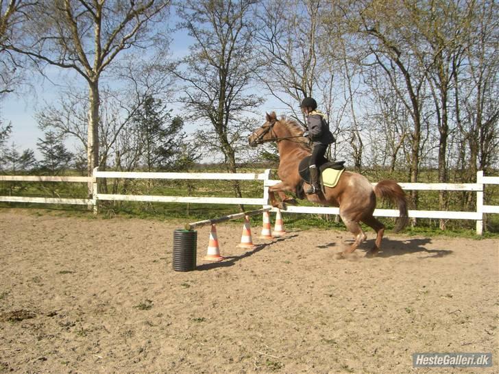 Connemara Nelly (sendt tilbage)  - VELKOMMEN til Nelly´s profil :) <3  billede 2