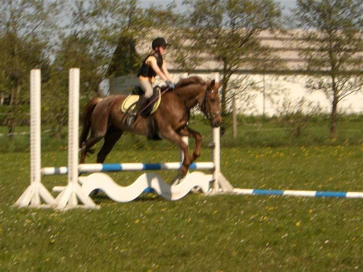 Connemara Nelly (sendt tilbage)  - springning : ] billede 1