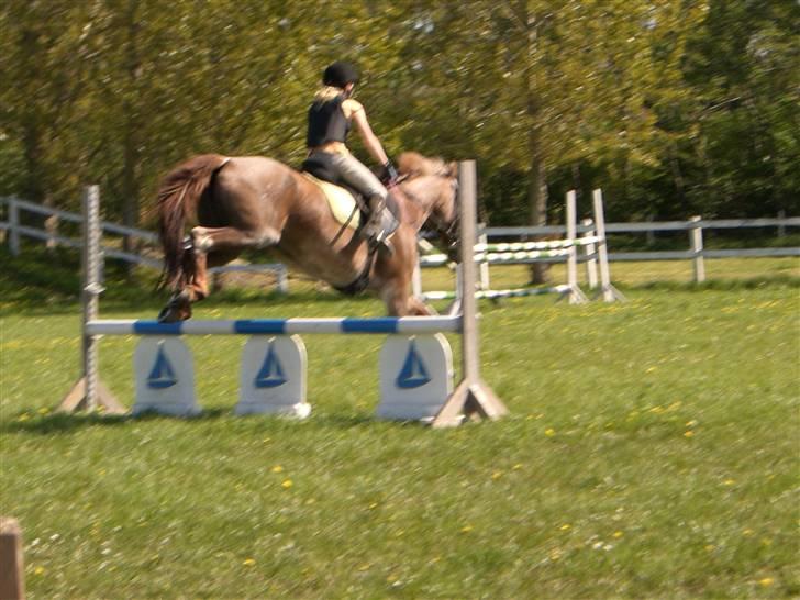 Connemara Nelly (sendt tilbage)  - lille søde Nelly billede 3