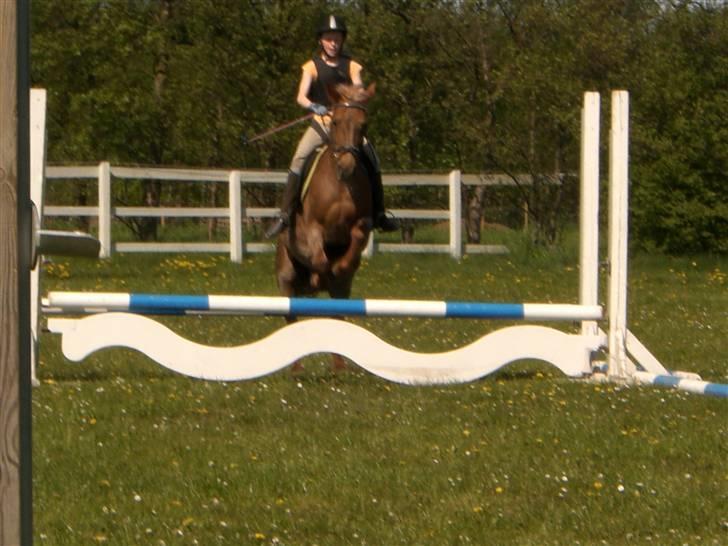 Connemara Nelly (sendt tilbage)  - springer bøgle til træning :P billede 4
