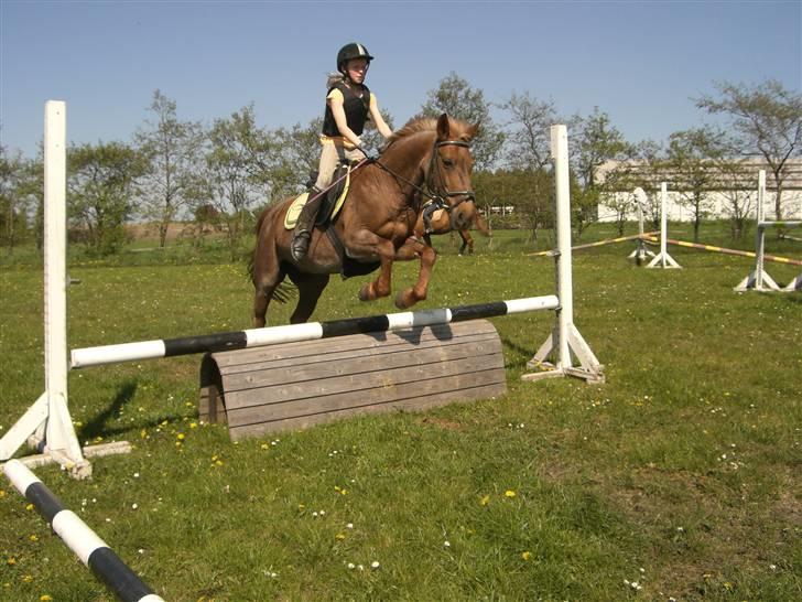 Connemara Nelly (sendt tilbage)  - vi kunne alt sammen :´)  billede 7