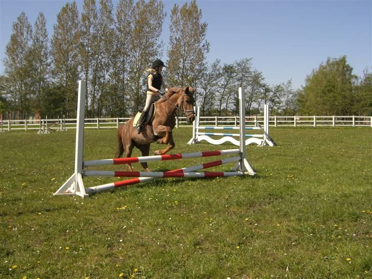 Connemara Nelly (sendt tilbage)  - et lille spring <3    billede 8