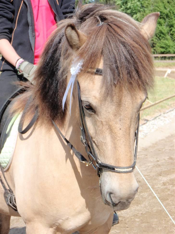 Islænder sóley fra Dalgård billede 9